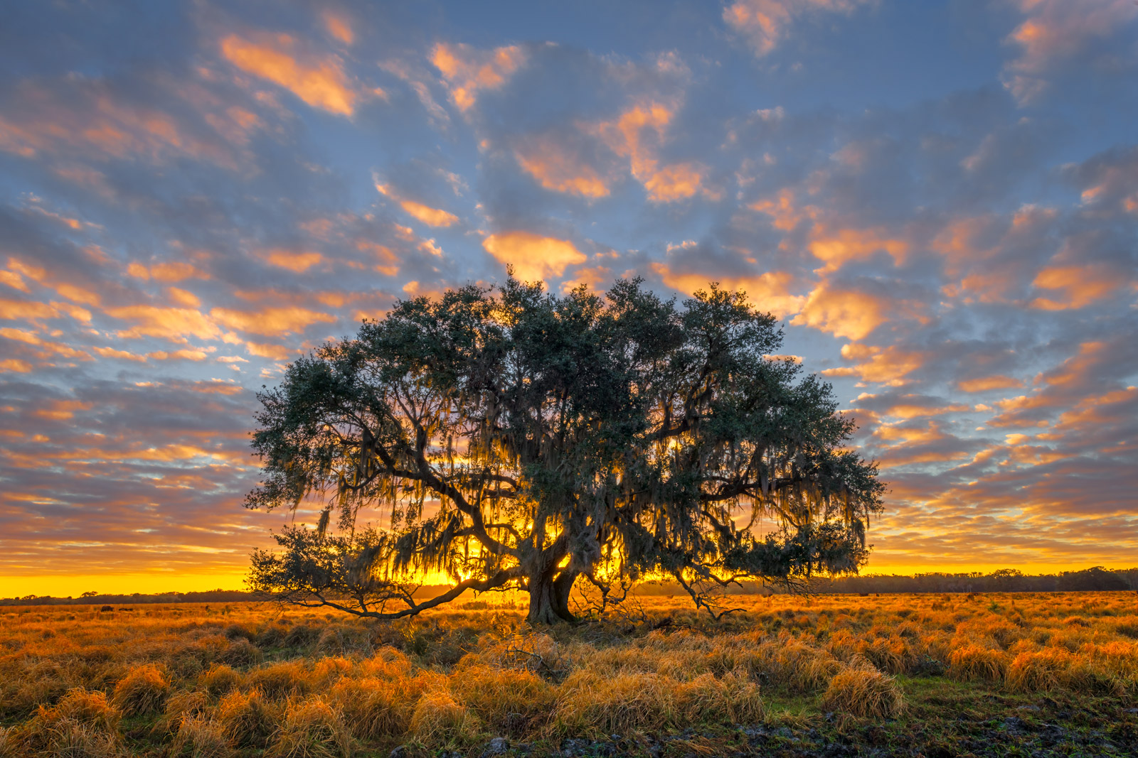 Oak tree